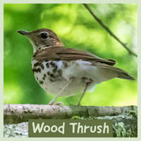 Wood Thrush